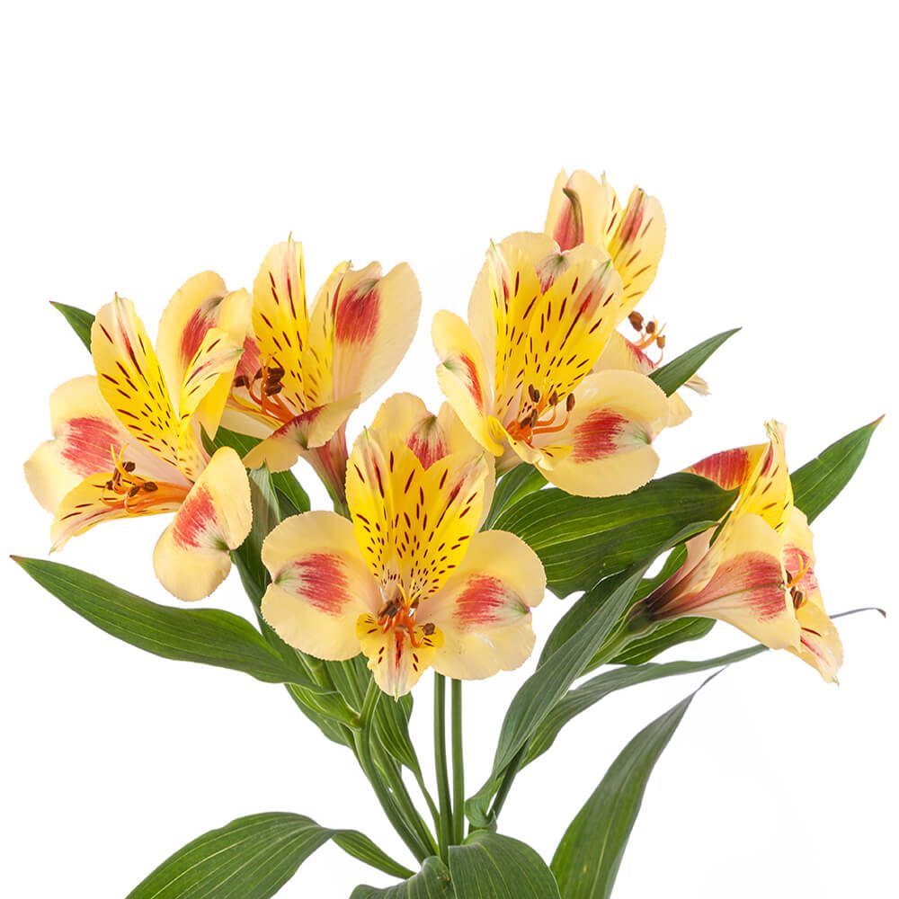 Alstroemeria Bali – Florexpo Catalog