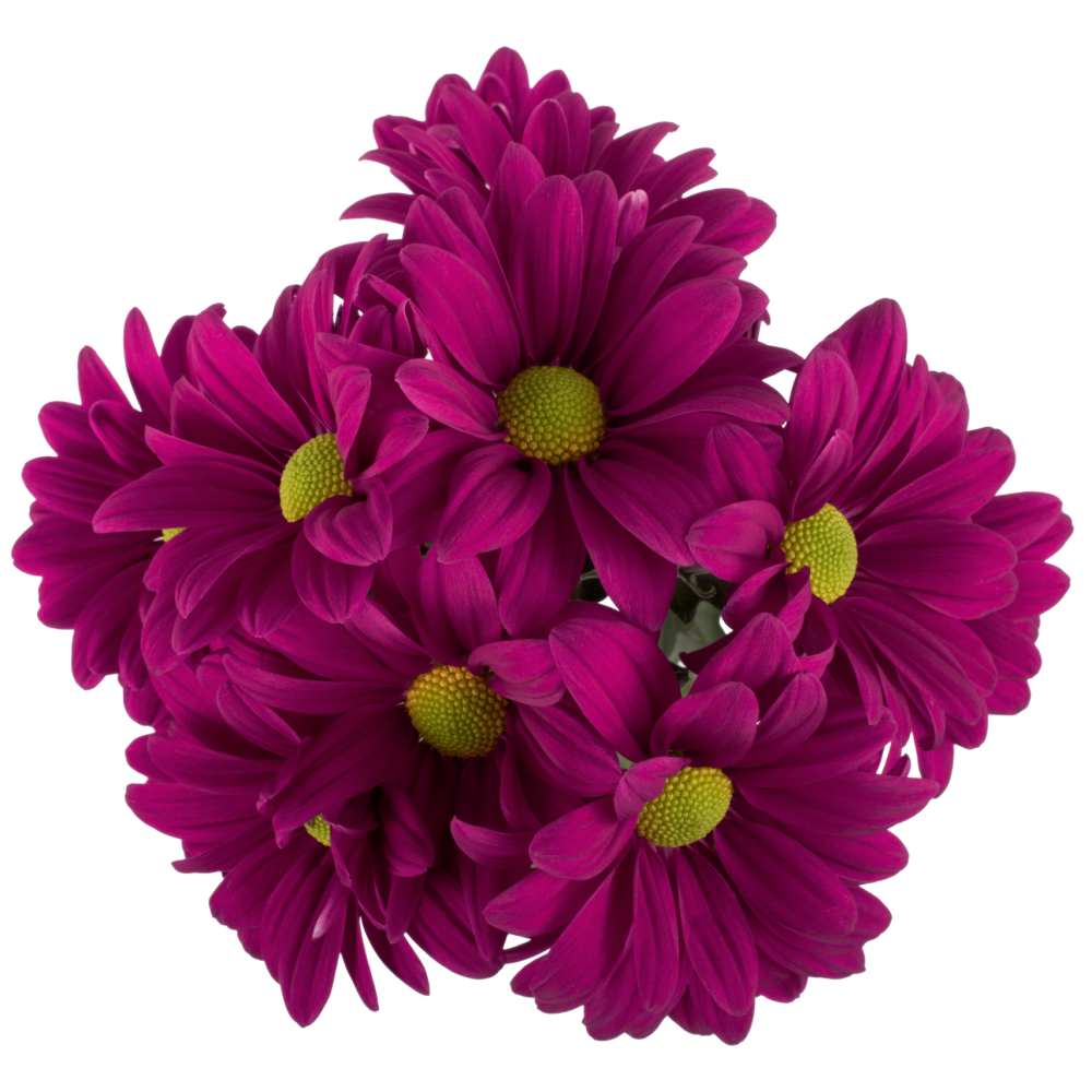 AMOR FANCY PU cenital 2