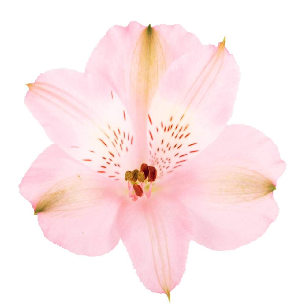 Alstroemeria STEPHANIE PK cenital2