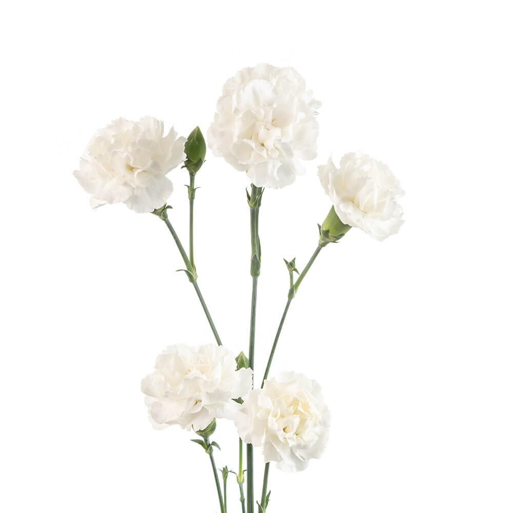 BLANQUITA