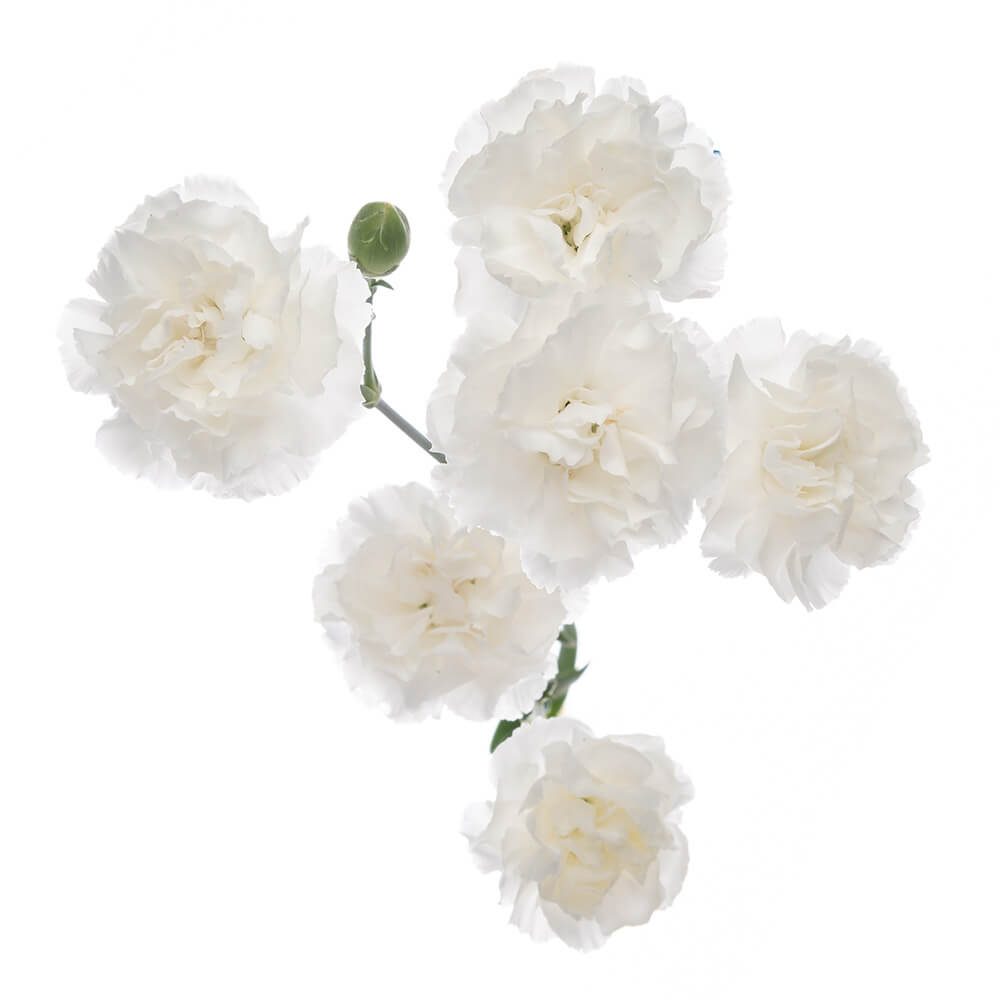 BLANQUITA