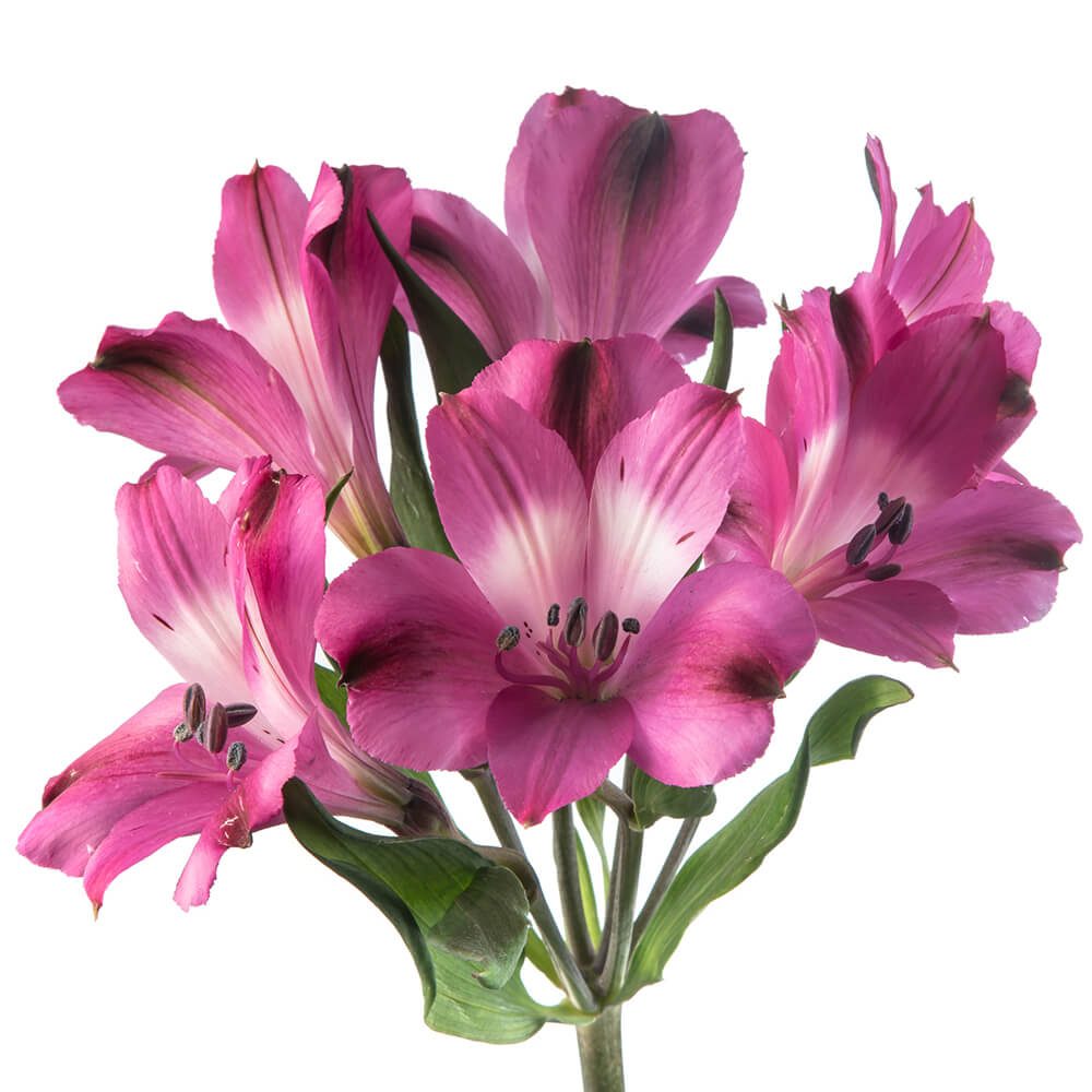 BRIGHT ORCHID