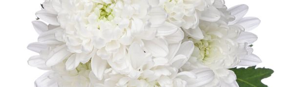 CLBYWHITEg