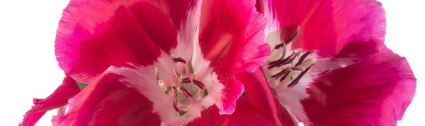 Dark Pink Godetia