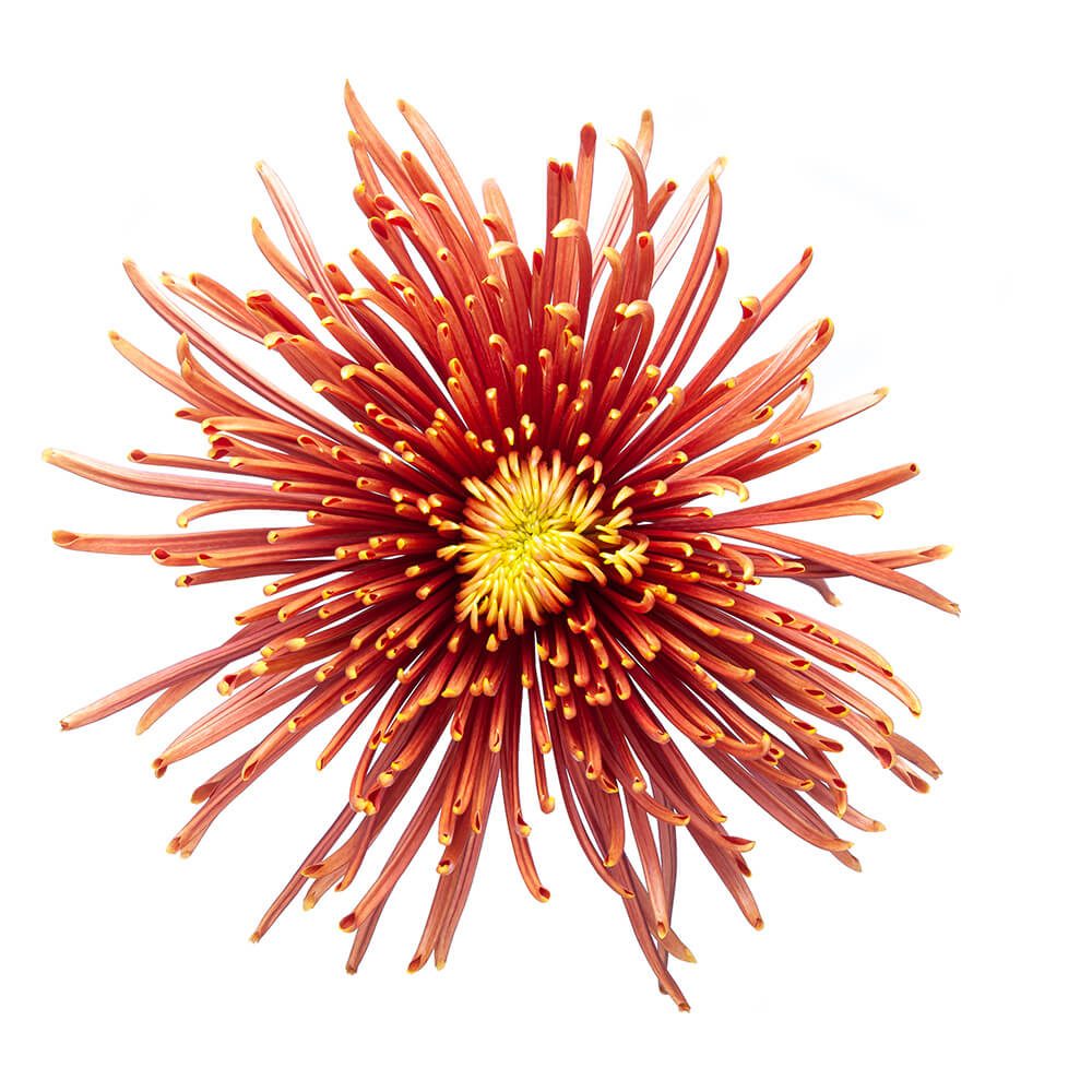 FLAMBEAU