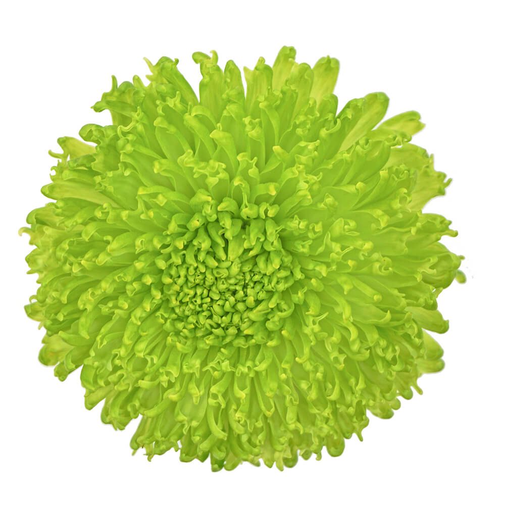 FUZZBALL