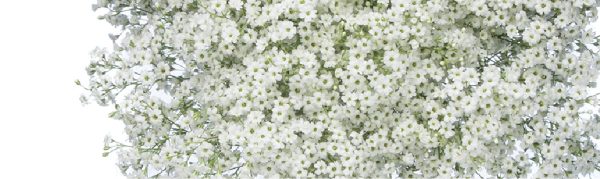 GYPSOPHILA-100