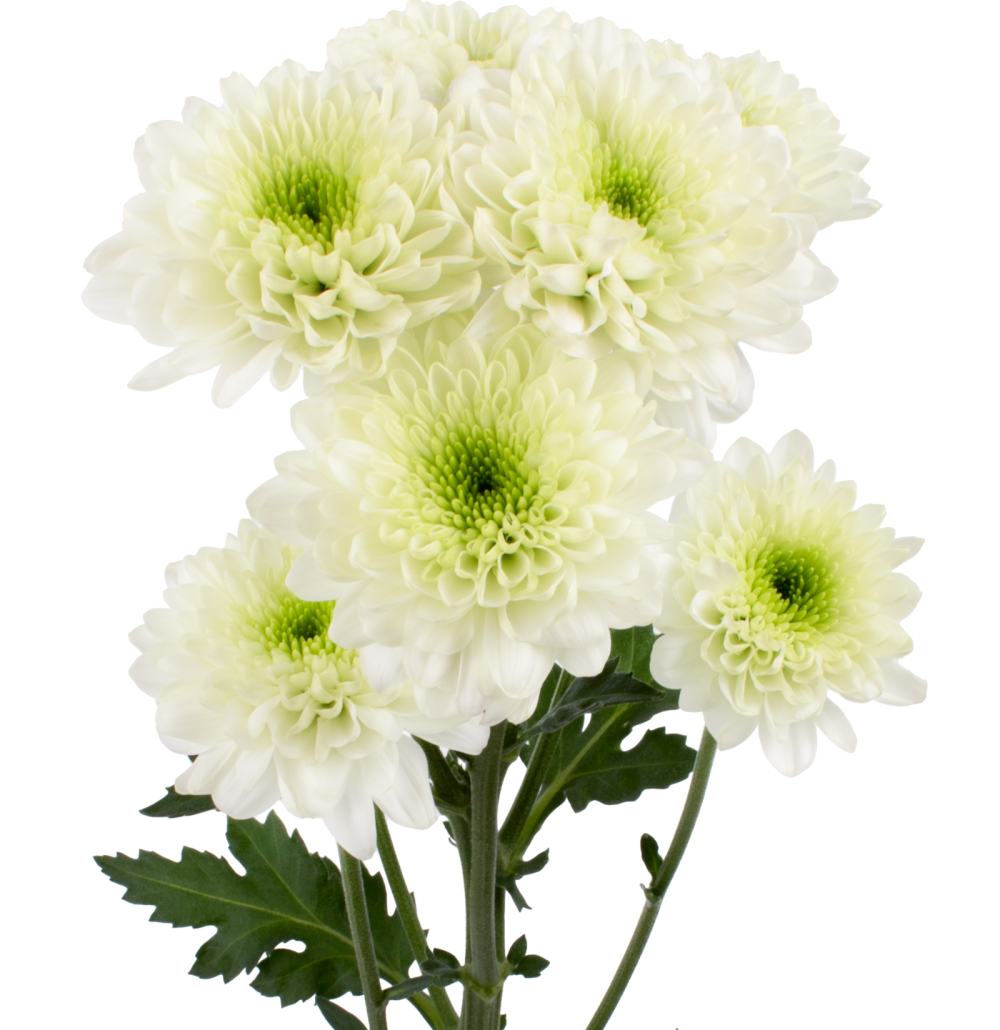 JUNGLE MIST CU GR frontal