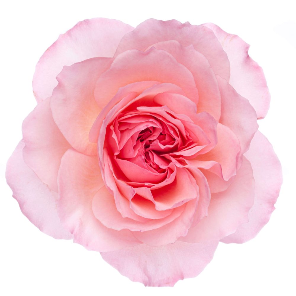 MAYRA'S PINK