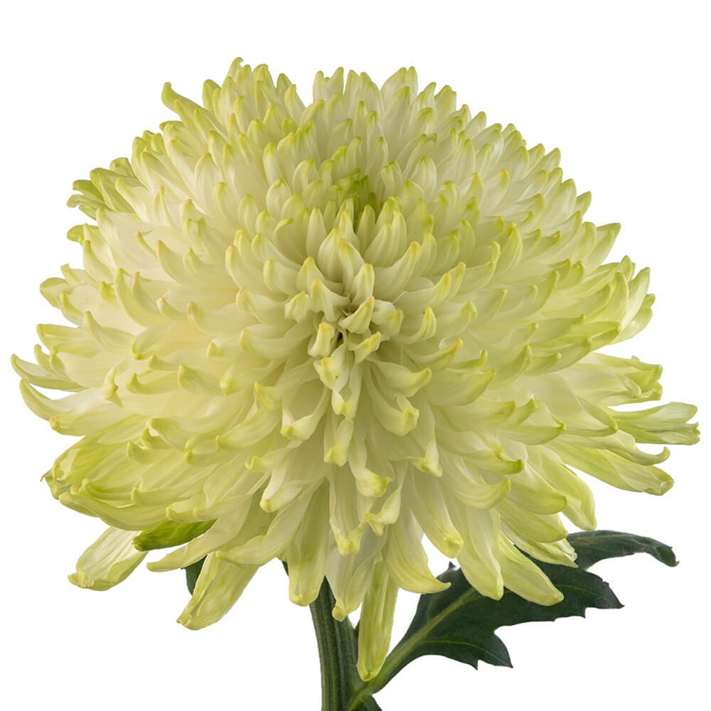 MENTA1