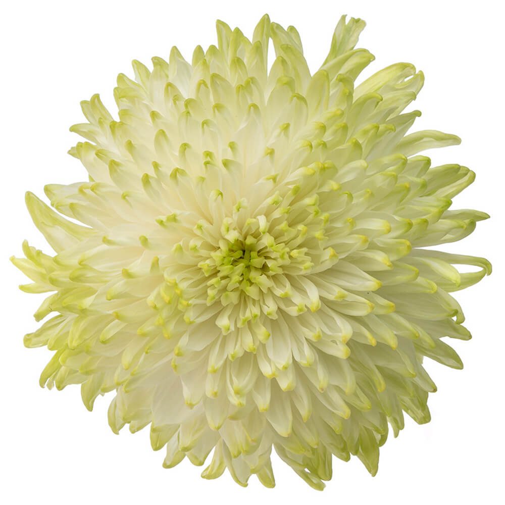 MENTA10