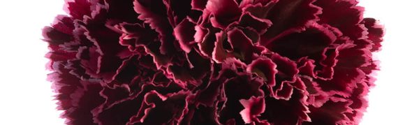 NOBBIO BURGUNDY
