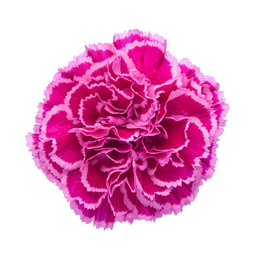 NOBBIO CHERRY
