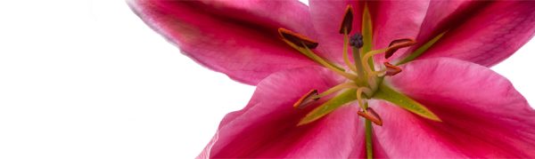 ORIENTAL LILY