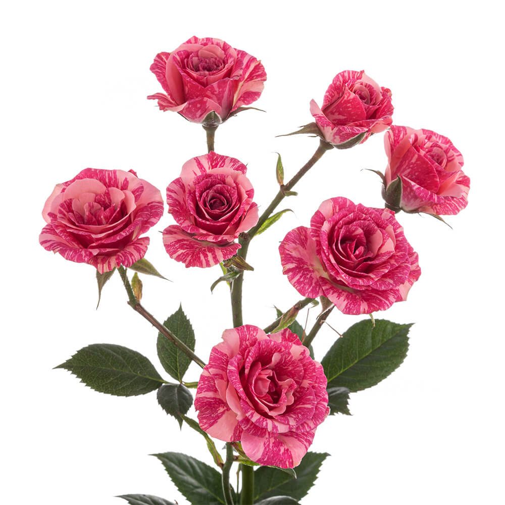 PINK FLASH