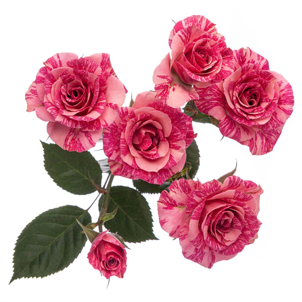 PINK FLASH