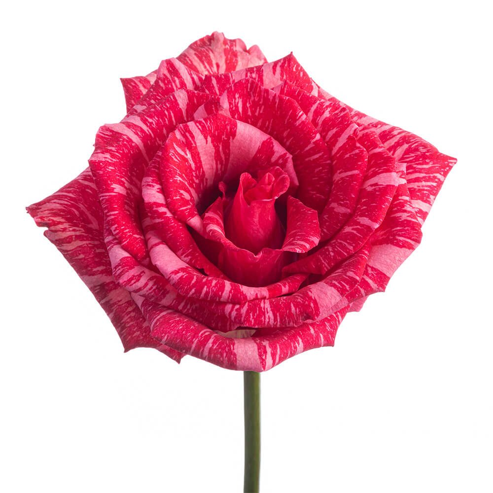 PINK INTUITION (1)