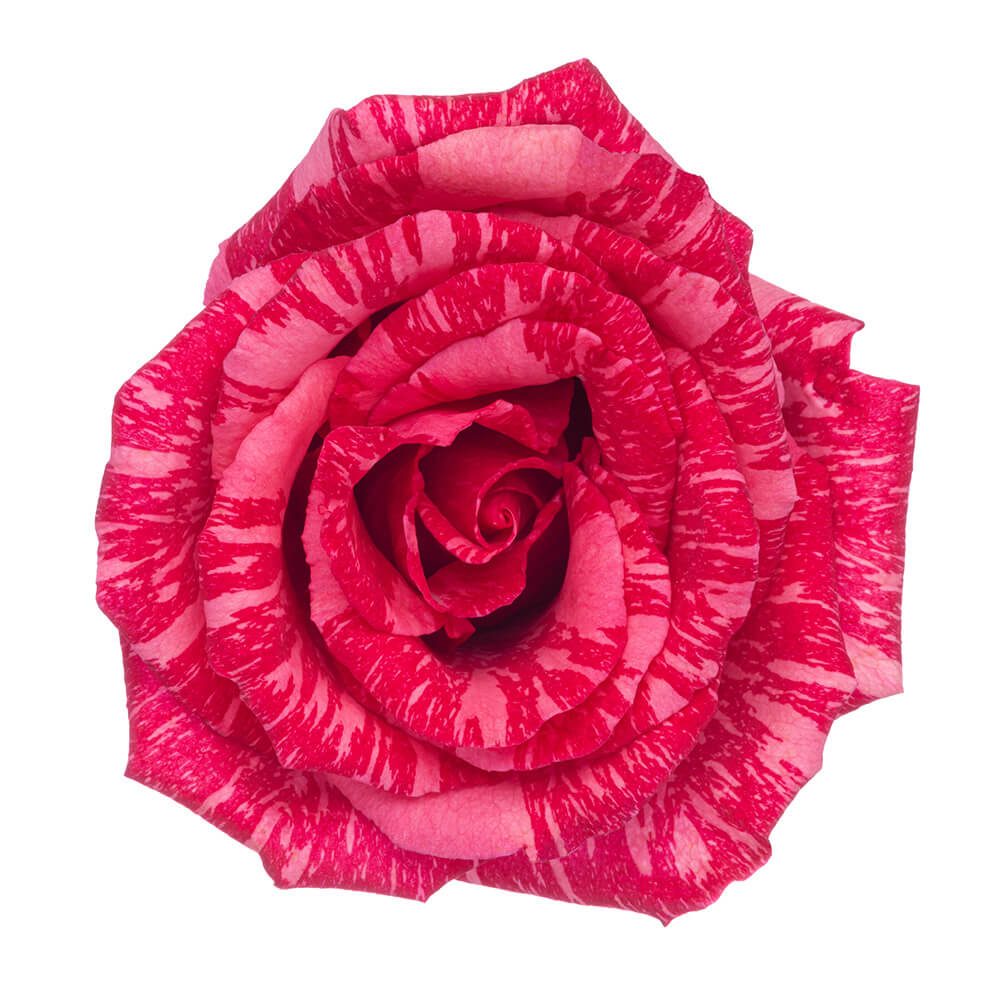 PINK INTUITION