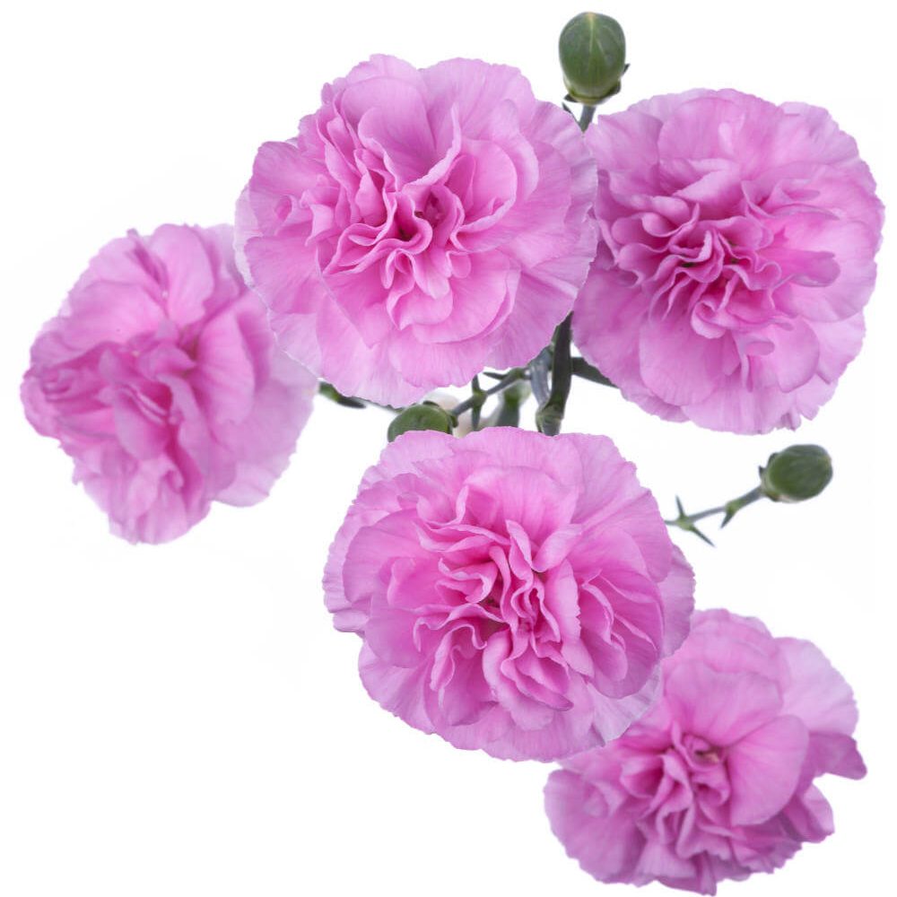 PROVENZA_1