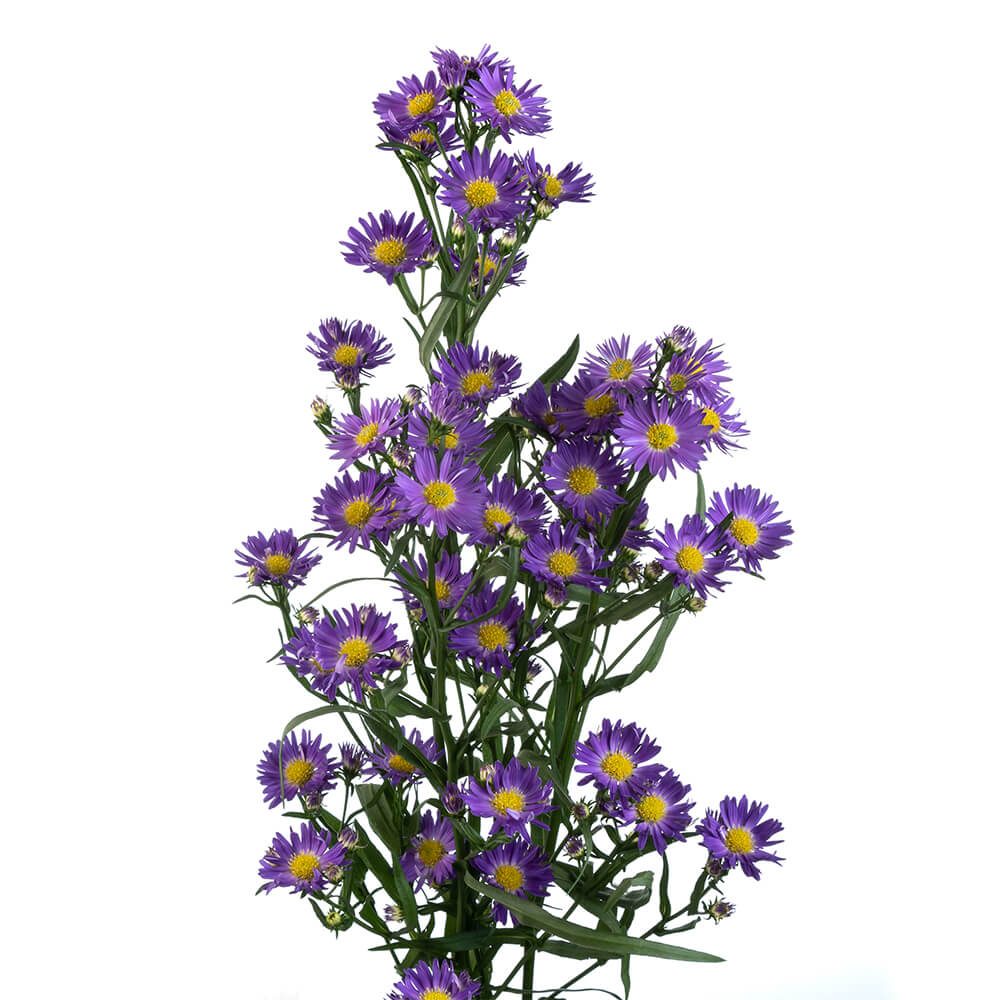 PURPLE MONARCH (1)