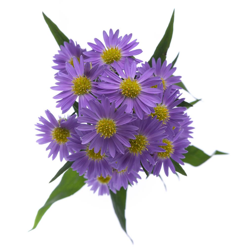 PURPLE MONARCH