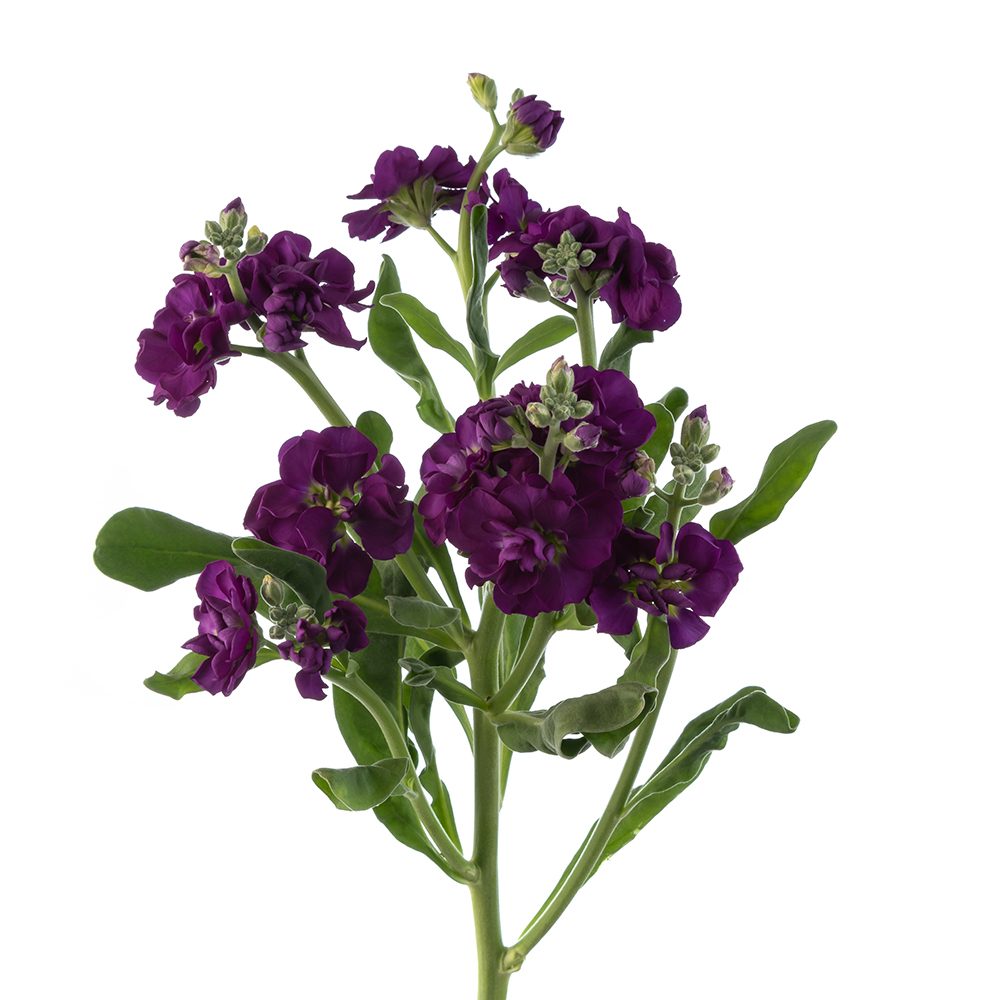 PURPLE SPRAY STOCK