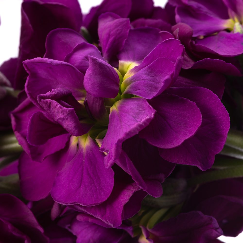 PURPLE STOCK