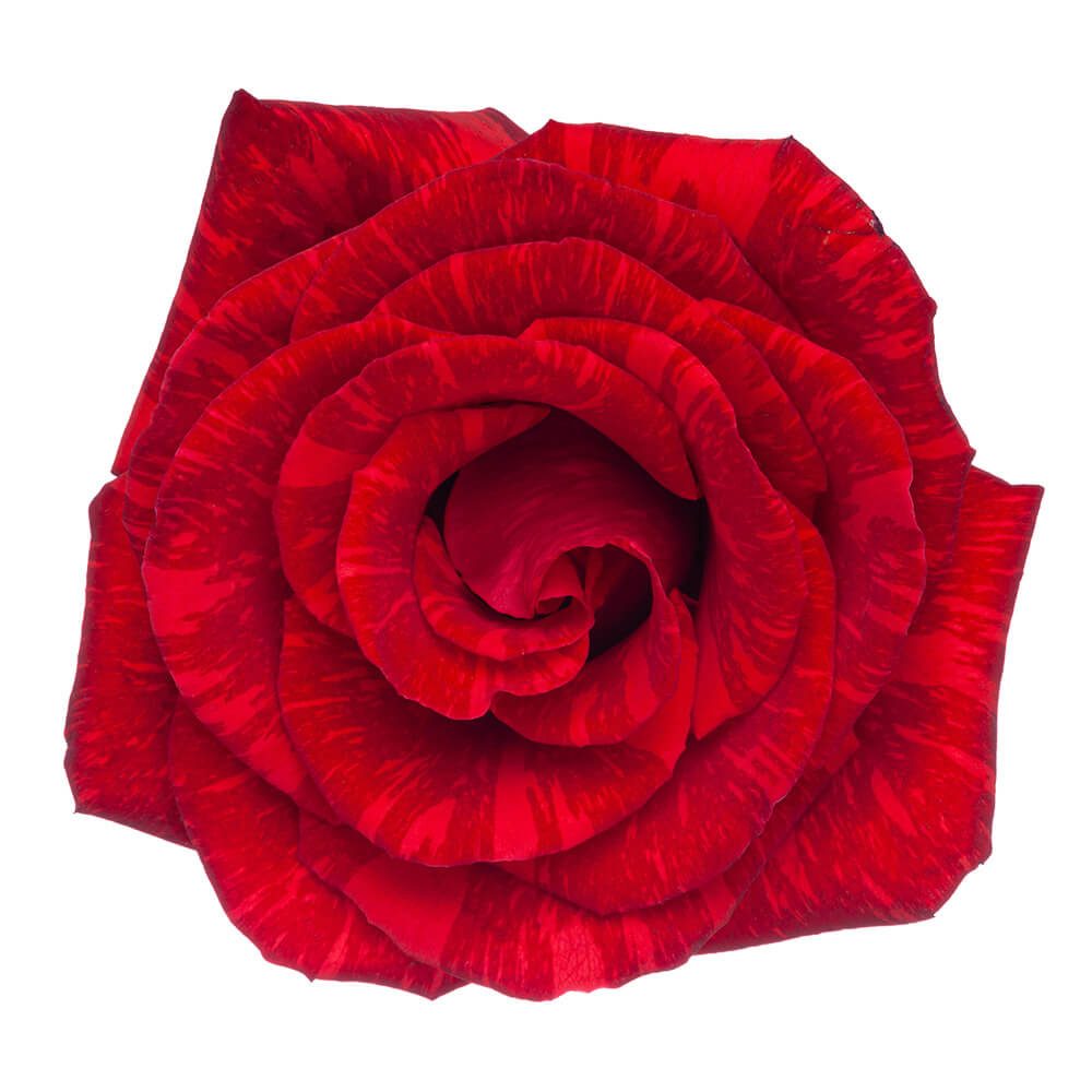 RED INTUITION (1)
