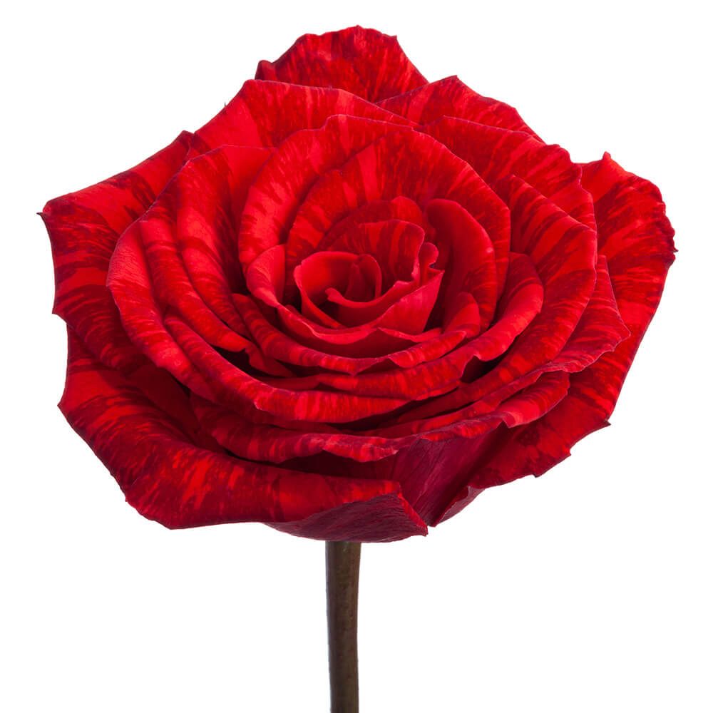 RED INTUITION