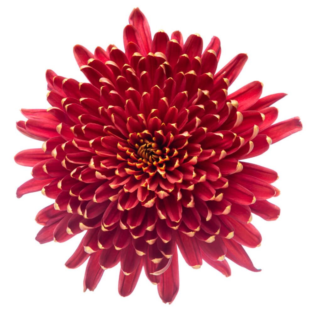 Rosseta