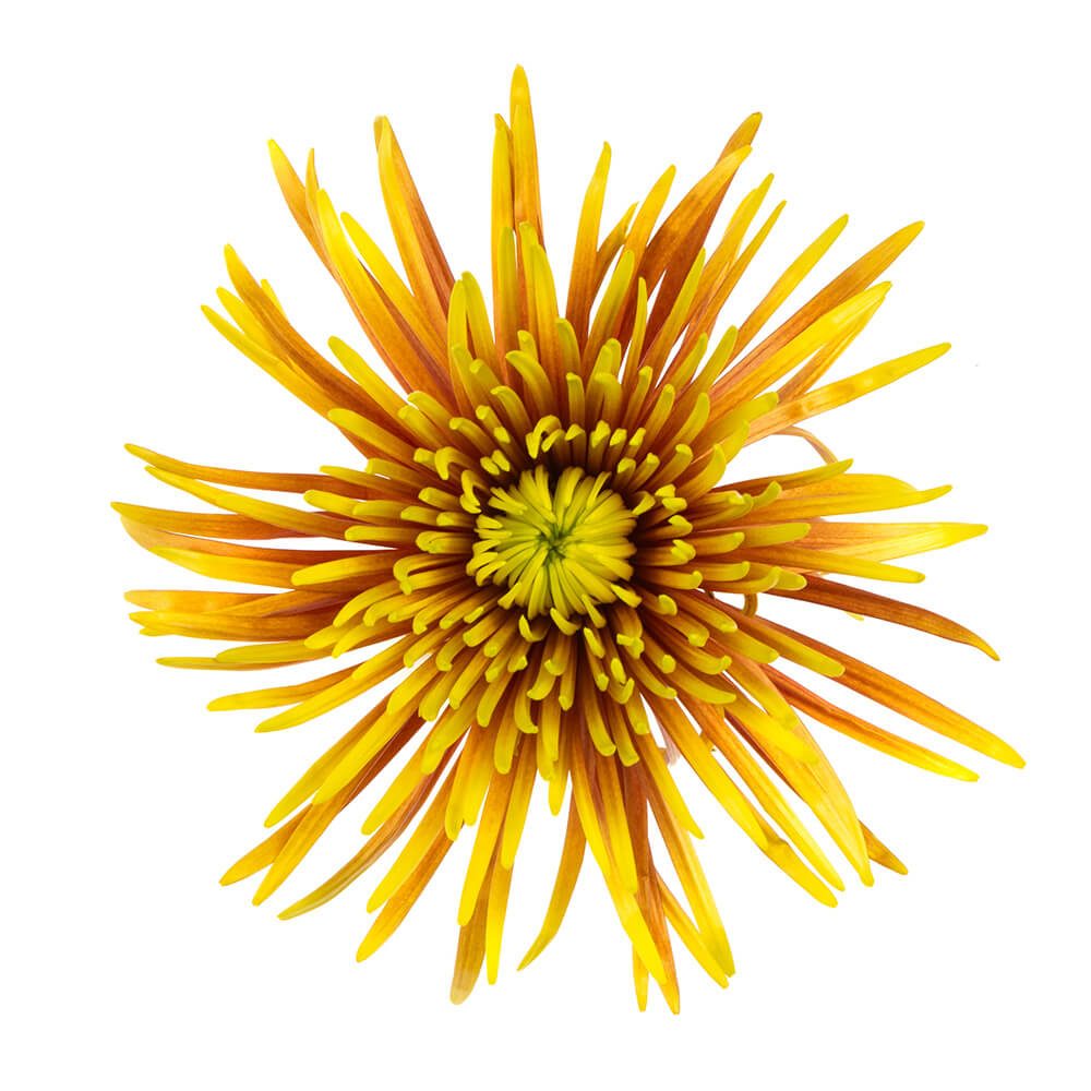 SAFFINA