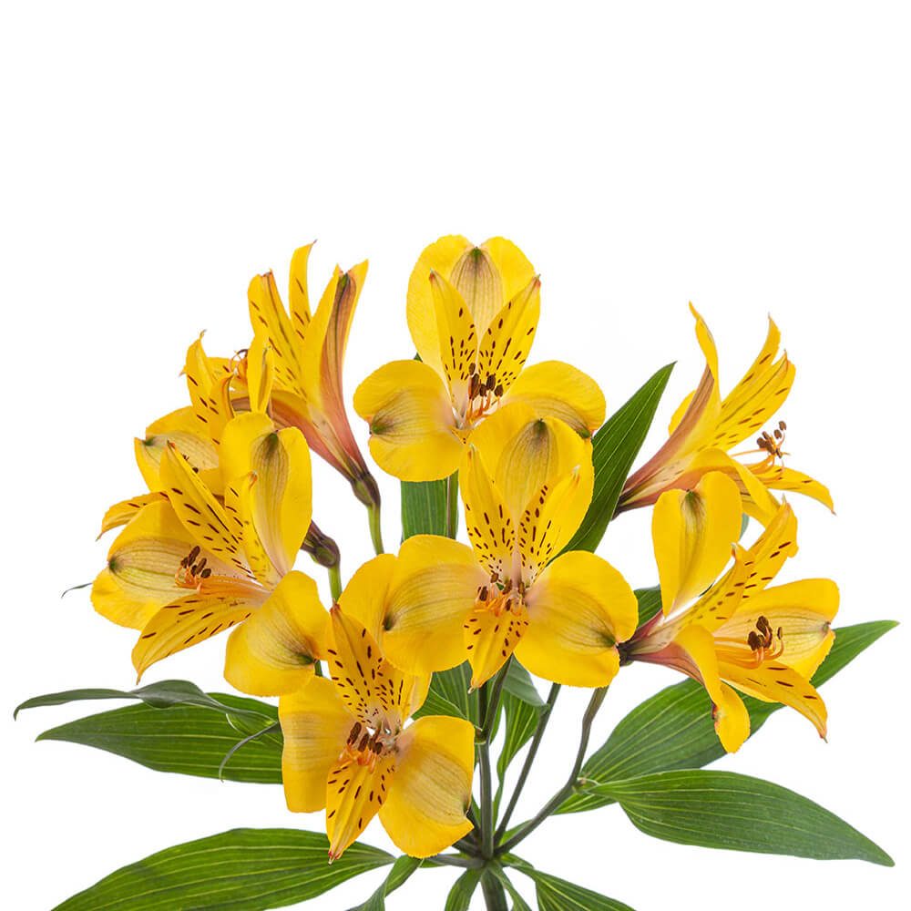 SENNA