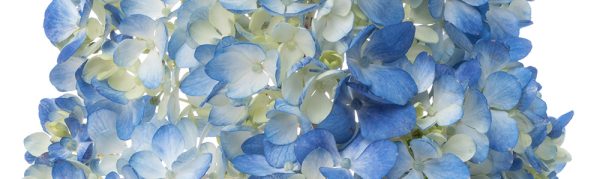 SHOCKING BLUE