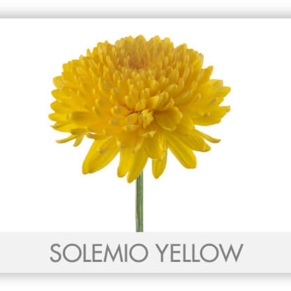 SOLEMIO YELLOW