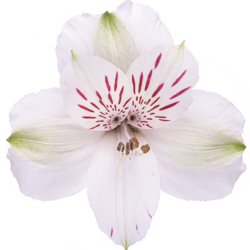 VIRGINIA