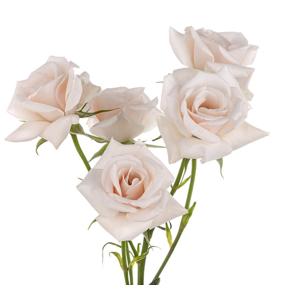 WHITE MAJOLICA