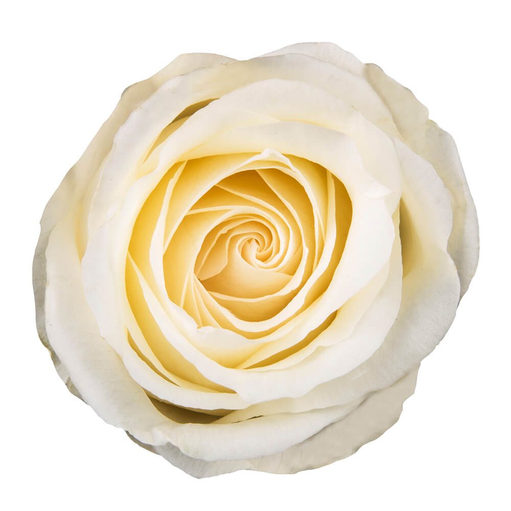 White Chocolate