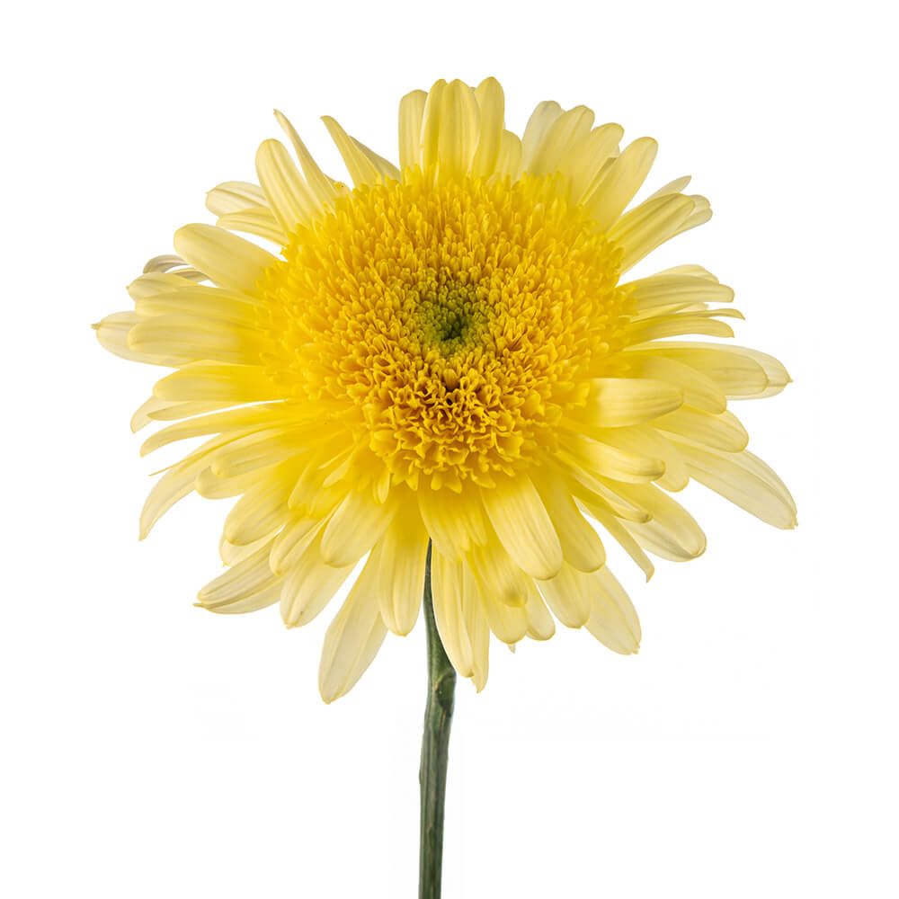 YELLOW ELEONORA