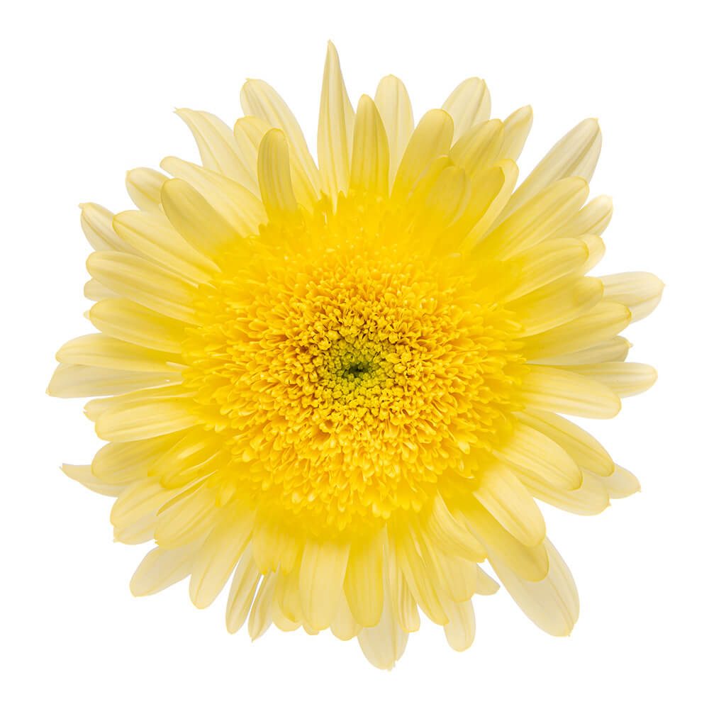 YELLOW ELEONORA